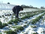 Le froid perturbe le travail des agriculteurs dans la Manche