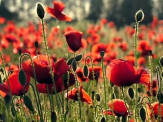 Nihat Hatipoğlu Dosta Doğru