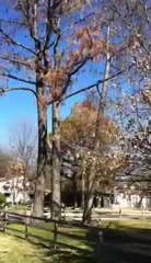 Arlington TX Tree Service Tree Trimming and Tree Removal