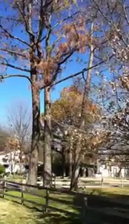 Arlington TX Tree Service Tree Trimming and Tree Removal