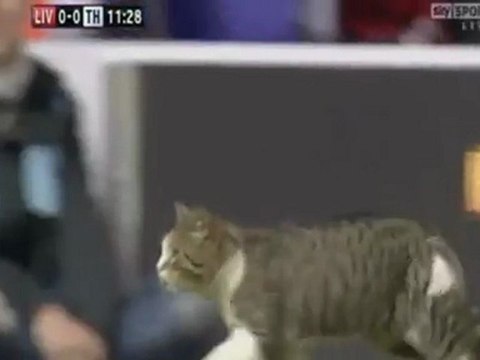 Un chat sur la pelouse d'un match de foot