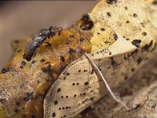 El Jardin Viviente Un bloque de apartamentos