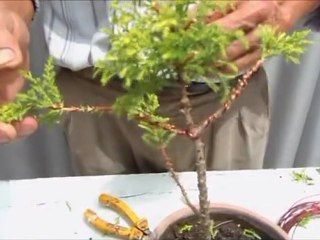 Creando un artísta marcial  2a.- Parte_mjpeg