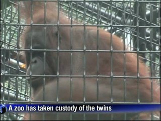 First pair of orangutan twins born in Hong Kong
