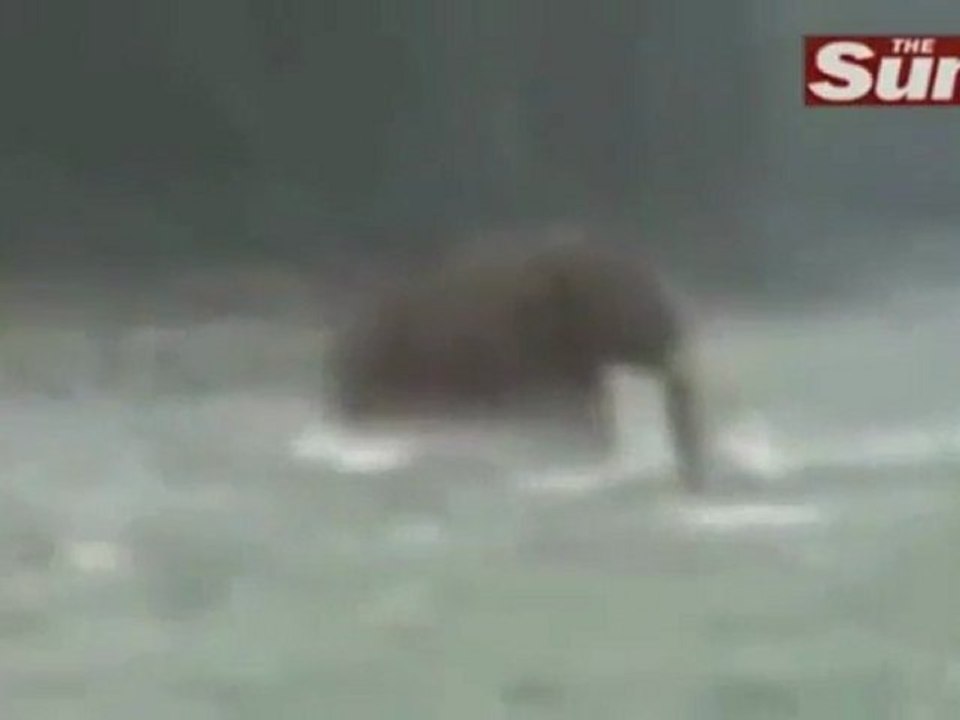 Rusya'da Canlı Mamut Bulundu