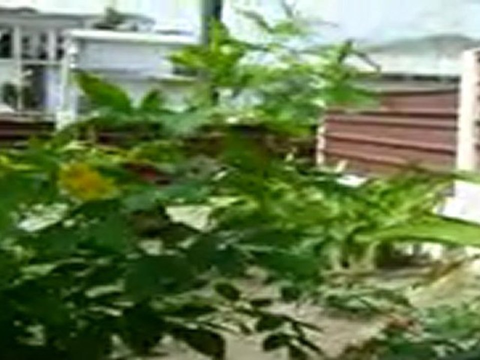 Visite du jardin de Dany