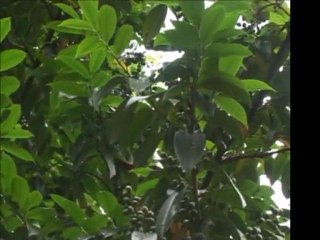 Karmate - Hasta Oldum Derdune