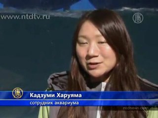 Морские котики дарят людям воздушные поцелуи