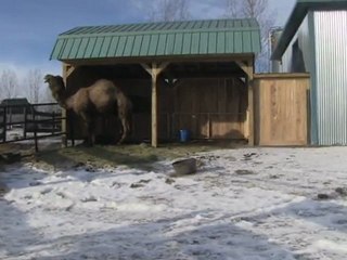 Froid de canard pour les chameaux à Montréal