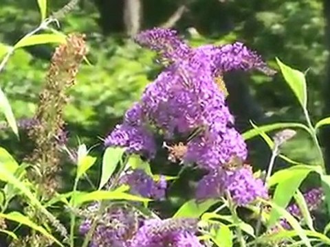 How To Choose Perennial Plants For Your Garden and Landscaping