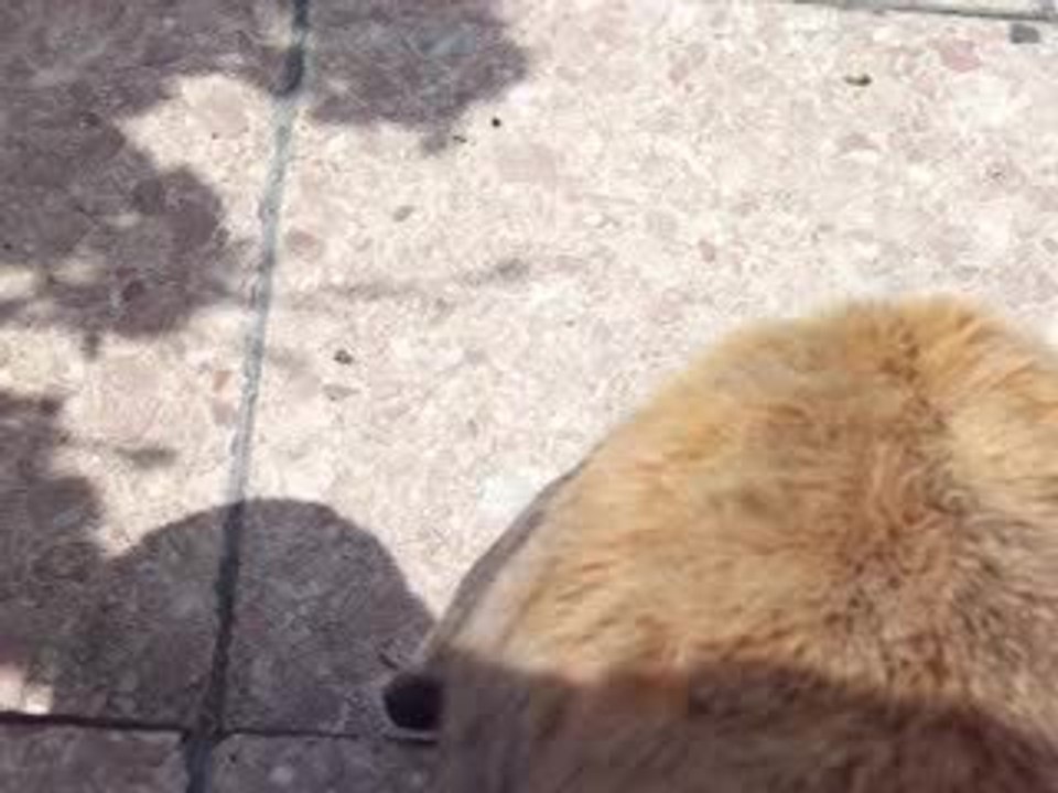 Enrique beim Freilauf Video1