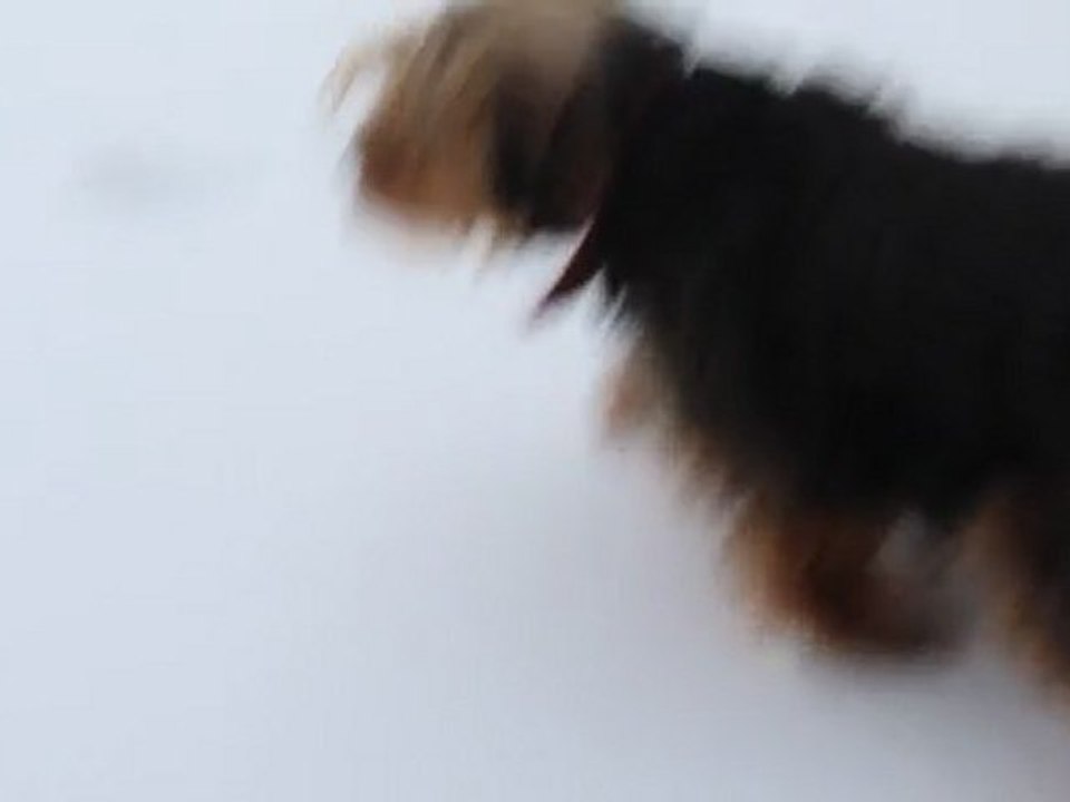 Première Neige des chatons.