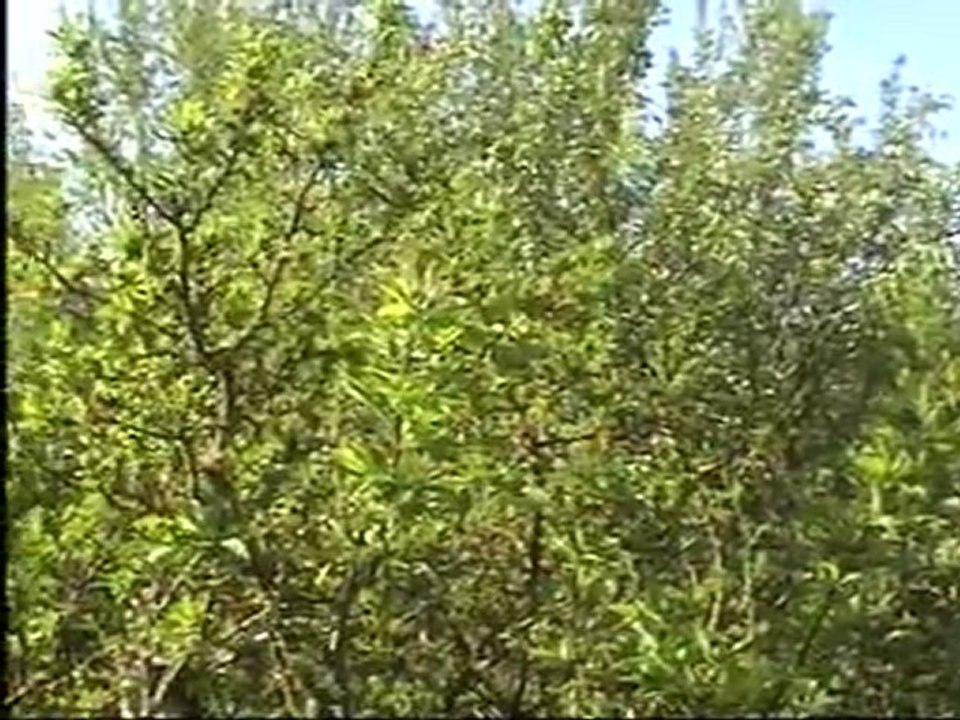 yarim sen gittin gurbete