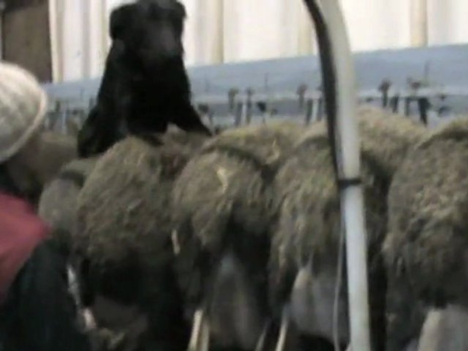 Elan au quai de traite