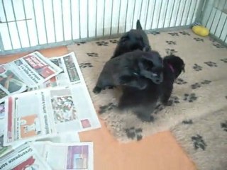 8 février 2012 (2) : 4 semaines