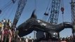 L'un des plus gros requins-baleines au monde remonté au Pakistan