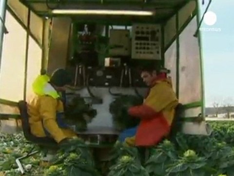 Aumento del precio en frutas y verduras por el frío