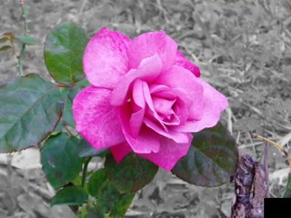 GÜLBEN ERGEN YA ÖLÜMSÜN YA DÜĞÜN