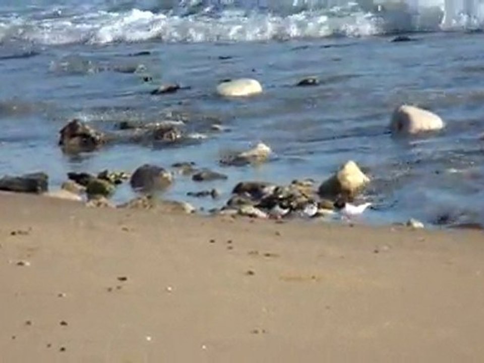 BÉCASSEAUX ET TOURNE-PIERRES SUR UNE PLAGE DE VENDÉE