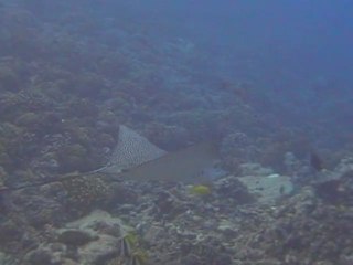 raie lopard ou aigle à Rangiroa