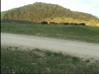 SENİ NASIL METHEYLESEM EFLANİ