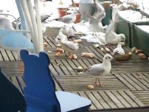 Des mouettes pas rieuses