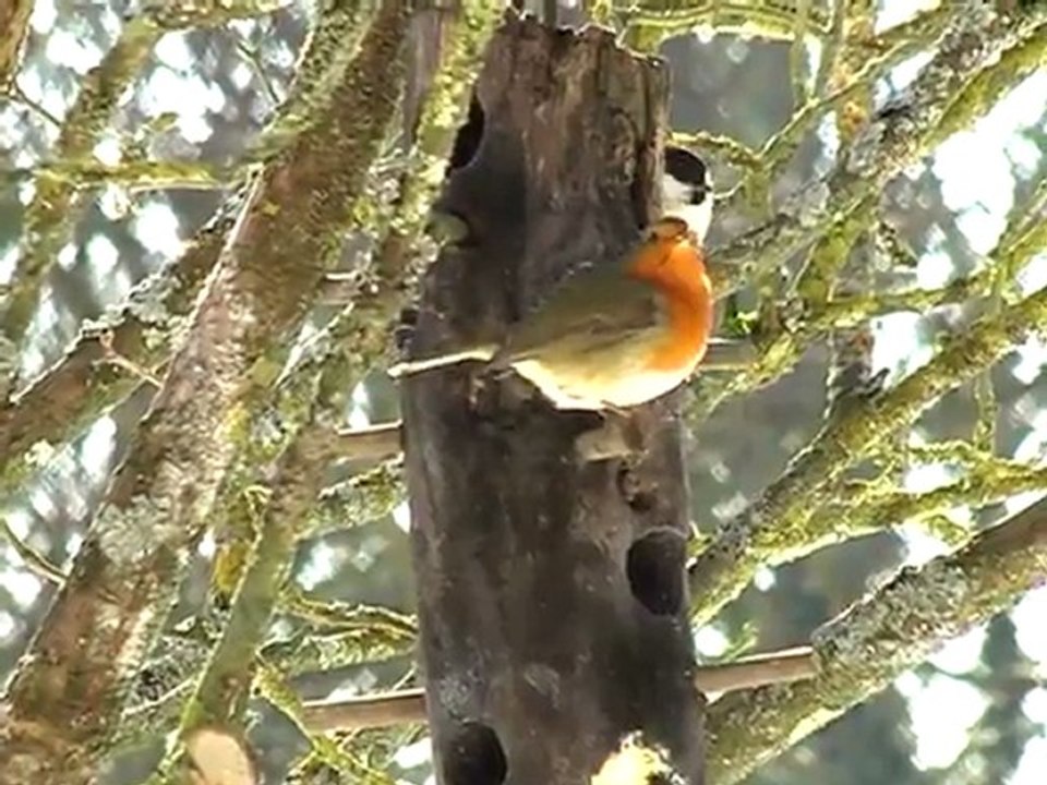 Oiseaux_muet