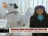 Kardan Kangal Köpeği