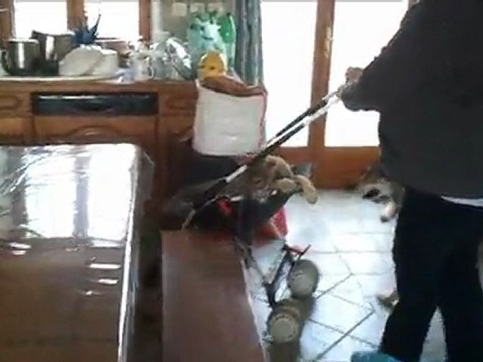 BB novembre Indiana -poussette-