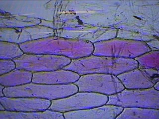EXPLICATION PHENOMENE OSMOSE