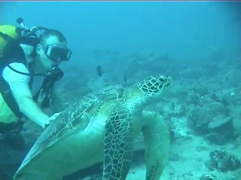 Tortue aux Maldives