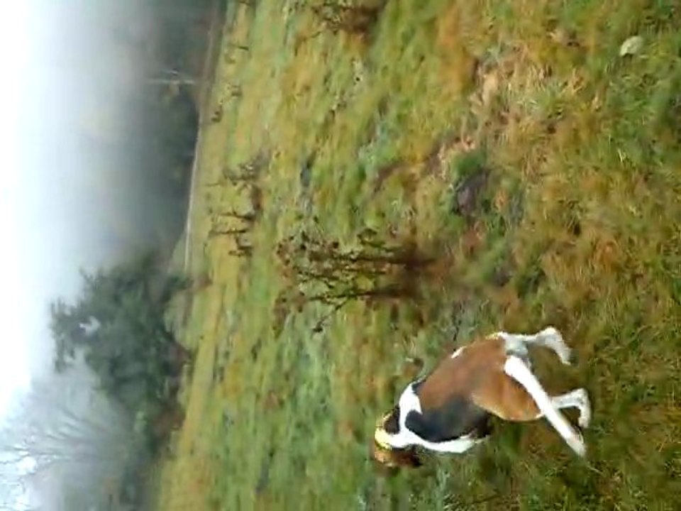 rapprocher lièvre griffon bleu porcelaine