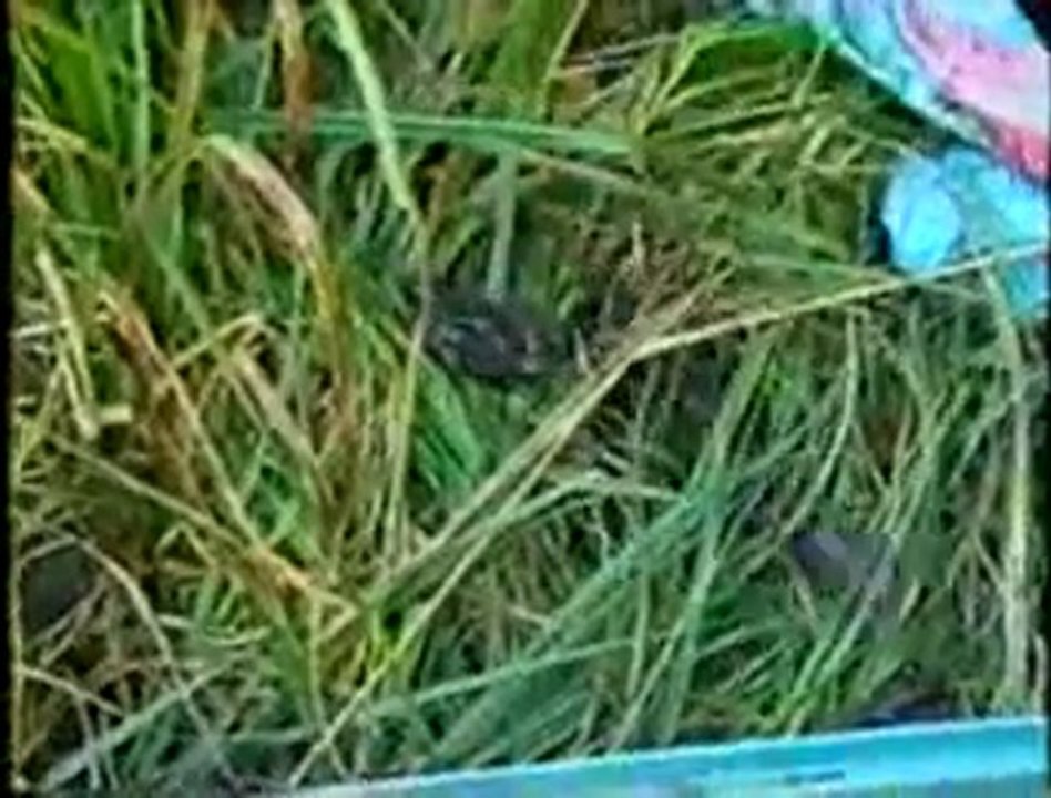 [ALF] - le  Front de Libération Animale libère des grenouilles - Animal Liberation front save some frogs