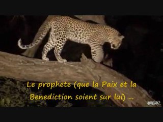 Un bébé singe adopté par un léopard !