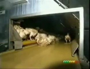 Contre la pub Bravo le veau - Pub végétarienne