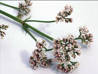 Natural Treatments for Anxiety Attacks--[Anxiety Disorder]