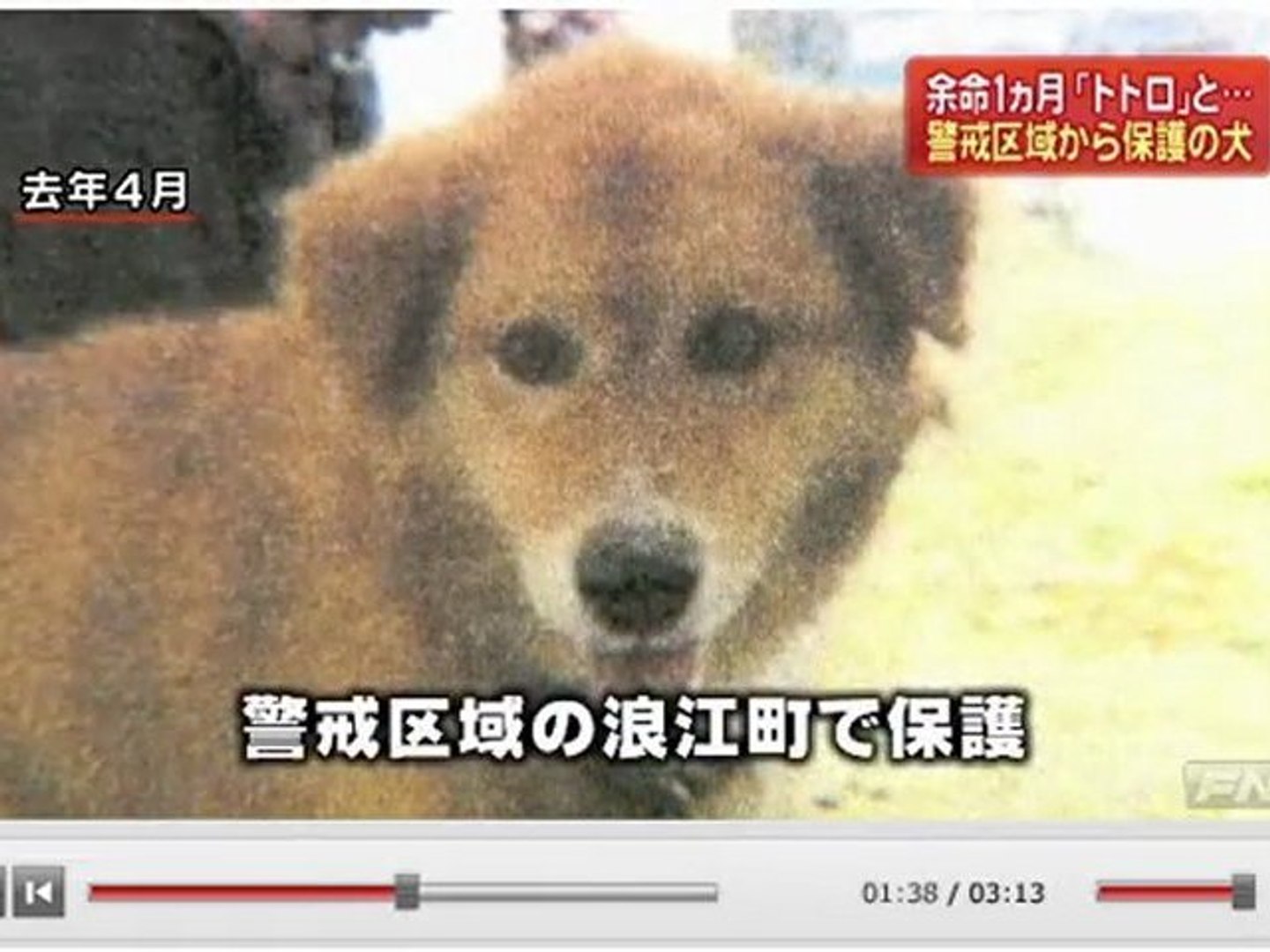 19伊達市 警戒区域で保護された犬が悪性リンパ腫 余命一ヶ月 動画 Dailymotion
