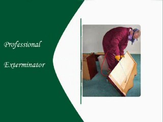 bedbugs control
