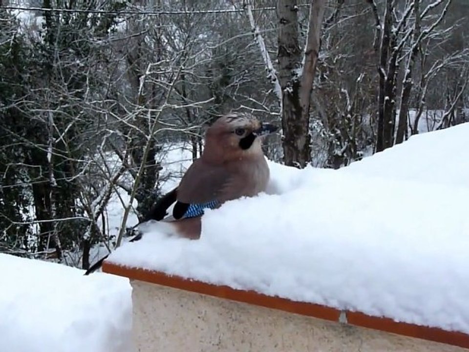 Geai jour de neige
