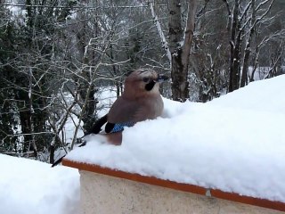 Geai jour de neige