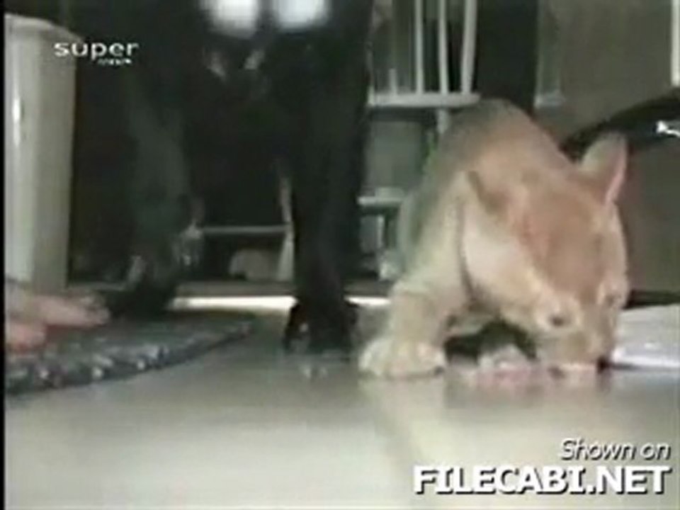 Cimri Kedi