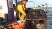 Pêche responsable et durable : la pêche aux bulots et aux grands crustacés en Normandie du côté de Granville