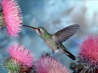 MOHIDINETV CHقراءه خاشعه للشيخ مشاري العفاسي مع صور رائعه