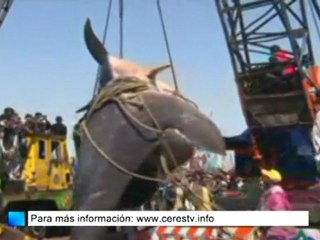 Pescan en Pakistán un tiburón ballena de 7 toneladas
