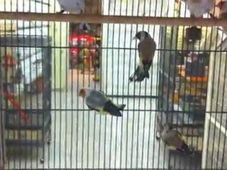 mes chardonneret en volière