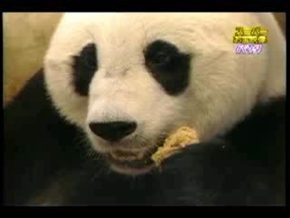 panda