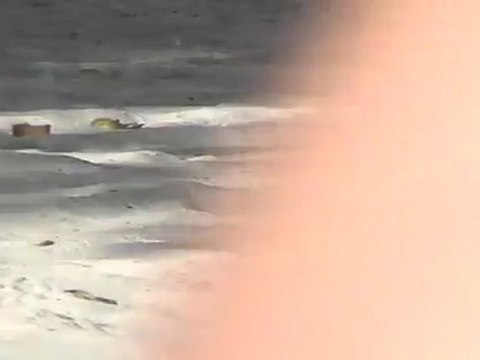 Turtle dove at Sandy Ground in Anguilla