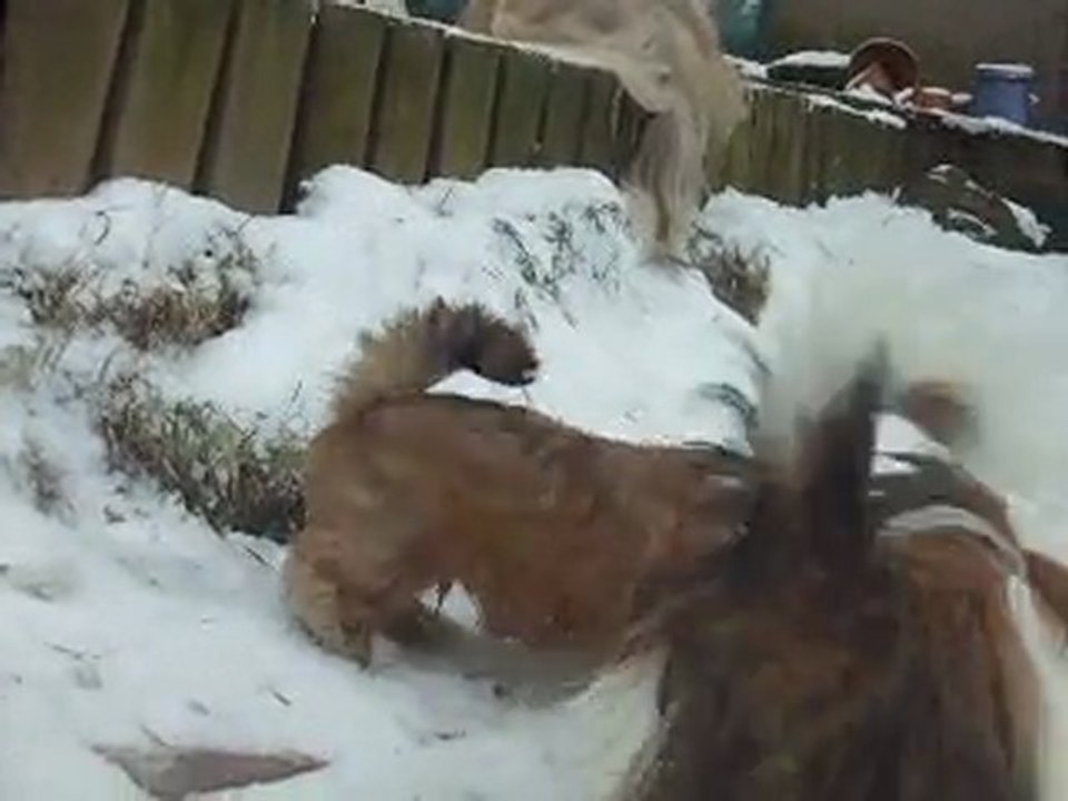 première sortie des bébés lhassas