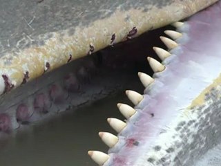 Un cachalot meurt après s'être échoué sur une plage en Belgique