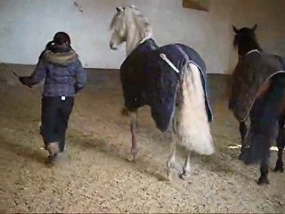 Seance jeu avec mes chevaux